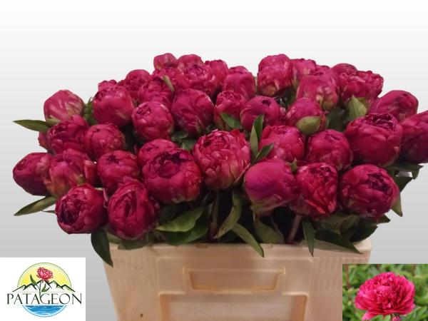Vollsortiment - Pfingstrose rot - 1 Blüte